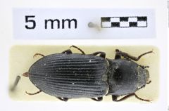 Foto (Dorsalansicht) von Selatosomus jakobsoni (Stepanov, 1930) (NHMW-ZOO-COL-0008380)